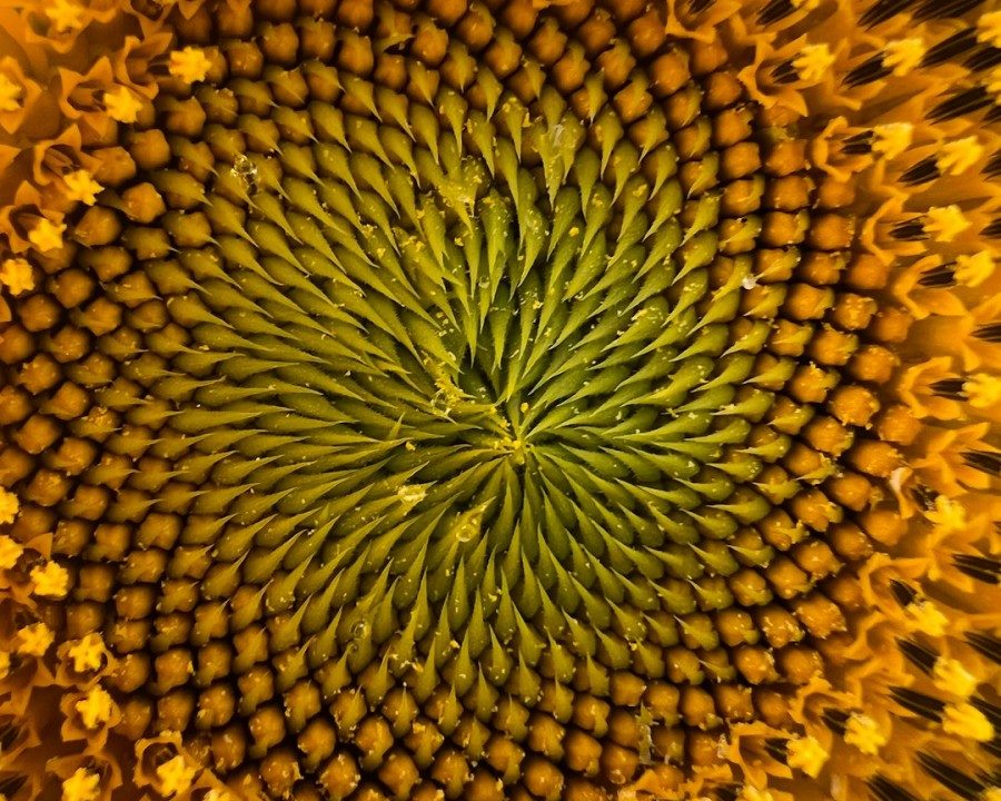 The Golden Ratio: How to Understand and Apply It in Real Life