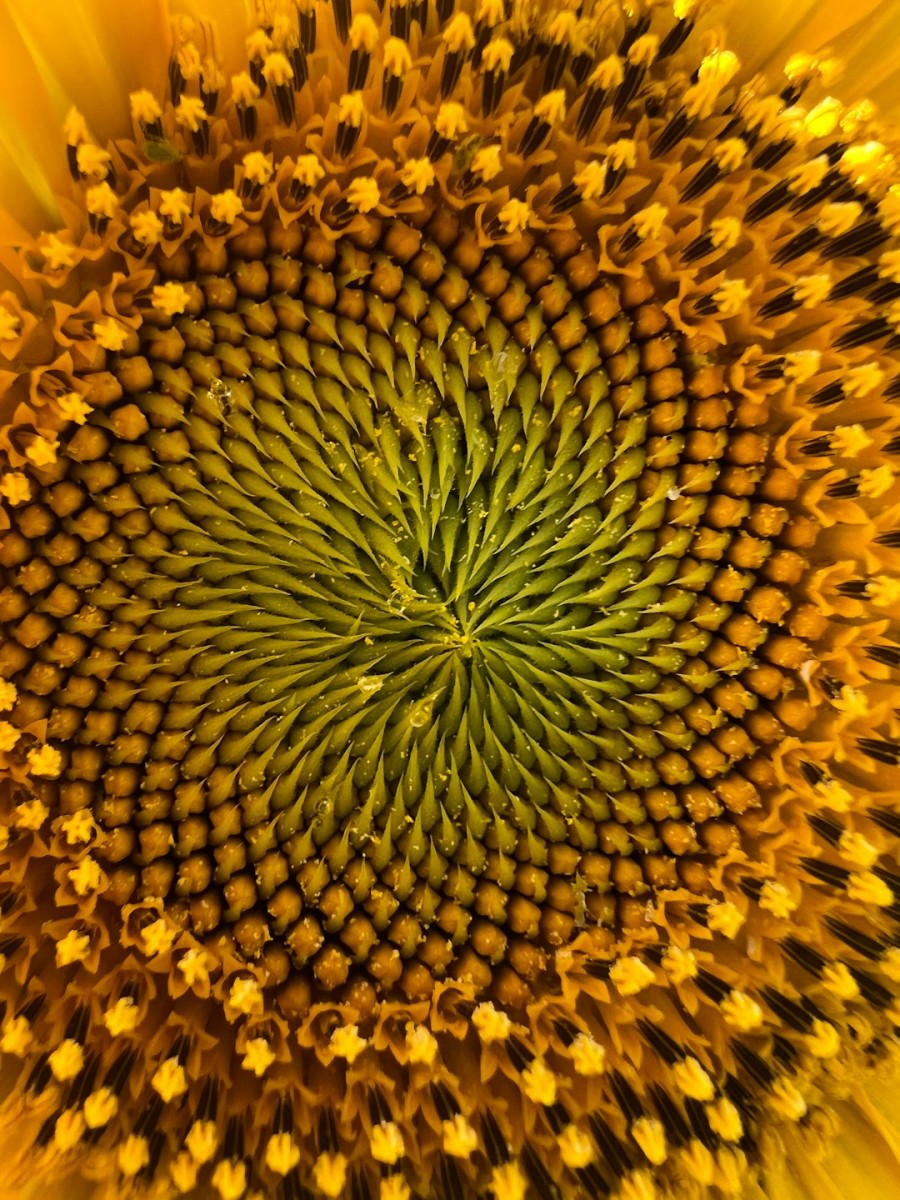The Golden Ratio: How to Understand and Apply It in Real Life