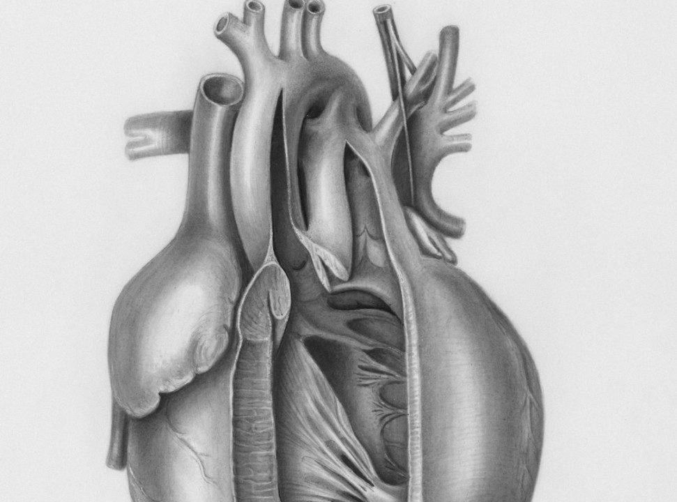 Provascin Explained: Heart Health Support, Benefits, Ingredients And User Guide