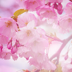 5 Lightroom Presets, Purple Rain